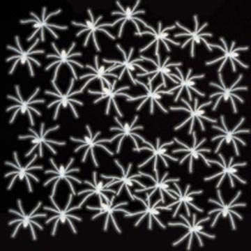 araignee phosphorescente 50x