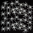 araignee phosphorescente 50x