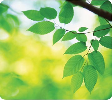 EARTH SERIES MUISMAT BLADEREN