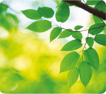 earth series muismat bladeren